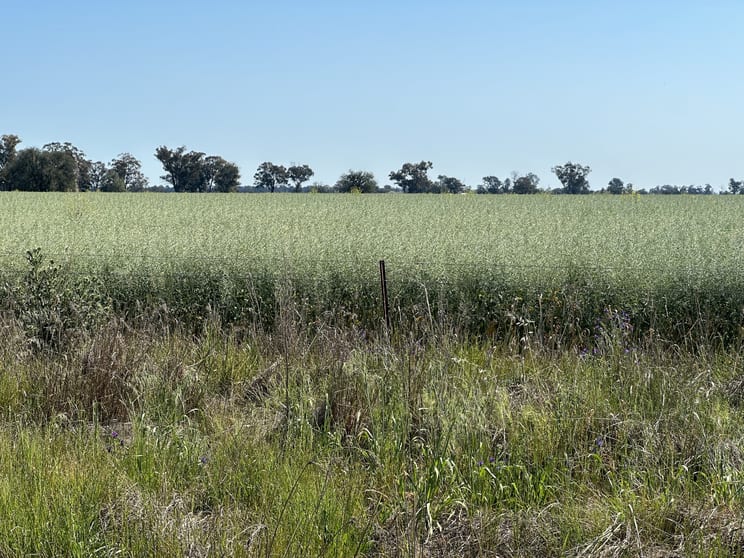 Lot 133 Troths Lane Quandialla NSW 2721 - Image 3