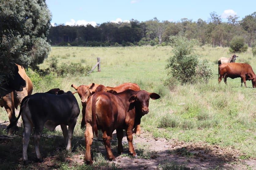 Click to view all images 'Reece Park' 110 Greentree Lane, Beeron Mundubbera QLD 4626 - Image 3