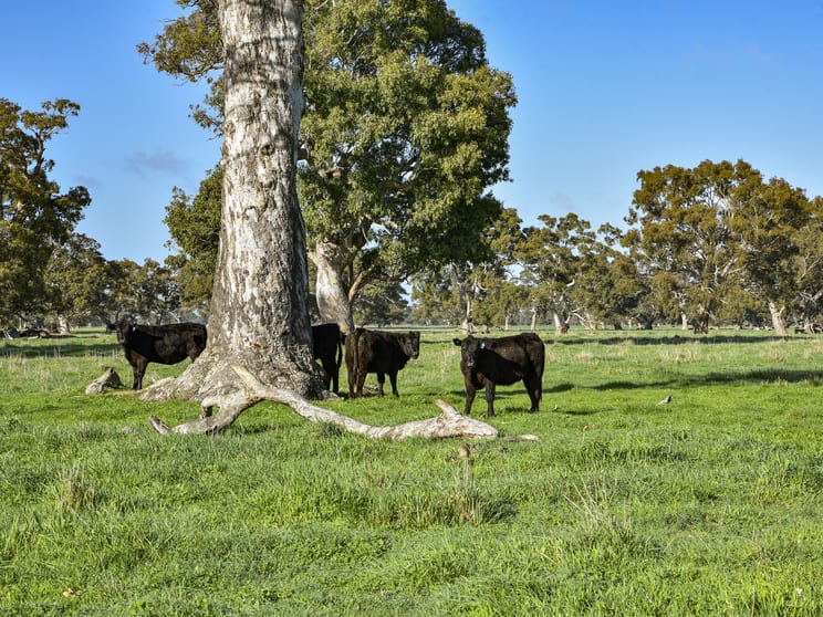 Click to view all images 344 Krongart Road Penola SA 5277 - Image 2