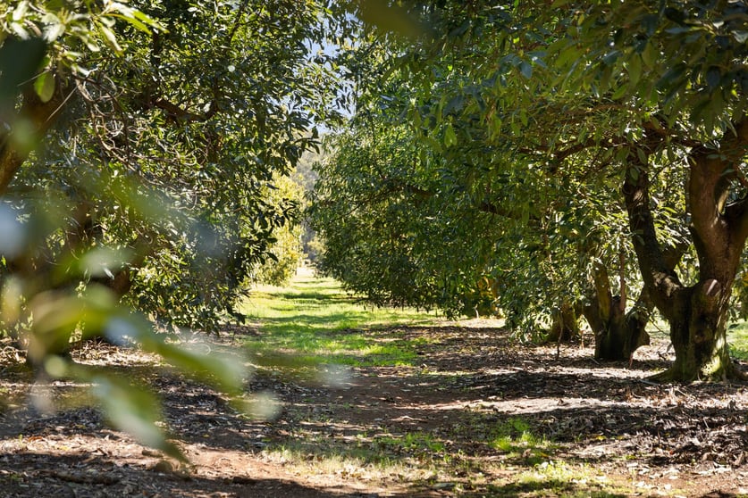Click to view all images 8665 New England Highway Hampton QLD 4352 - Image 3