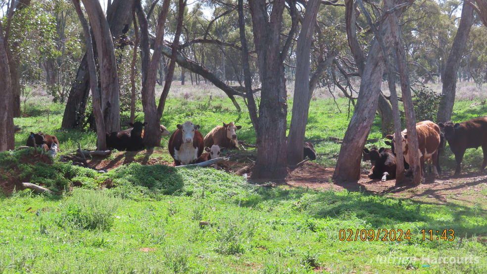 Click to view all images * Needlewood Nymagee NSW 2831 - Image 3
