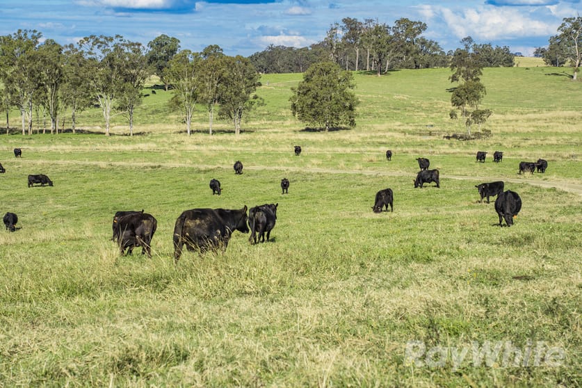 4469 Clarence Town Road Dungog NSW 2420 - Image 3