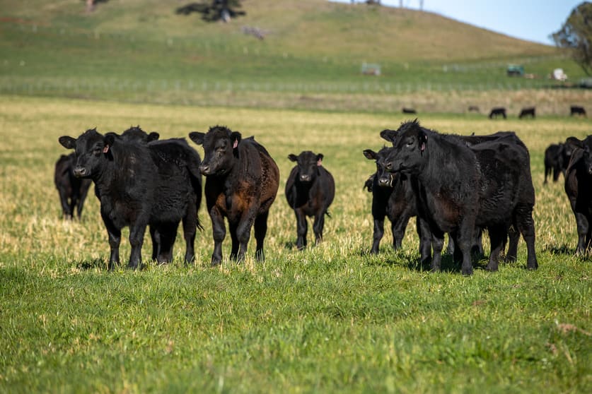 Click to view all images 5016 New England Highway Guyra NSW 2365 - Image 2