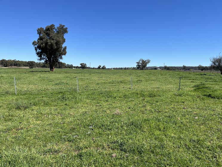 Click to view all images "Piambra" 714 Piambra Road Binnaway NSW 2395 - Image 3