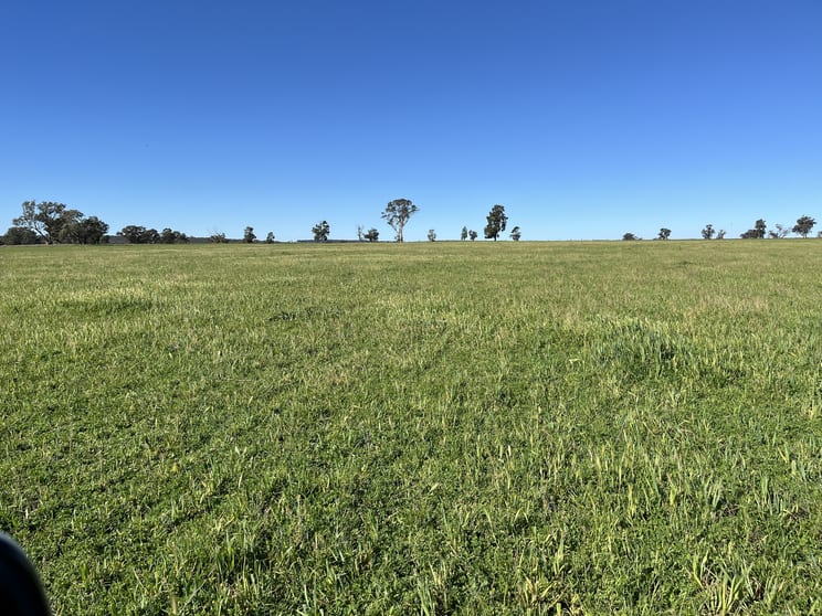 Click to view all images "Piambra" 714 Piambra Road Binnaway NSW 2395 - Image 1