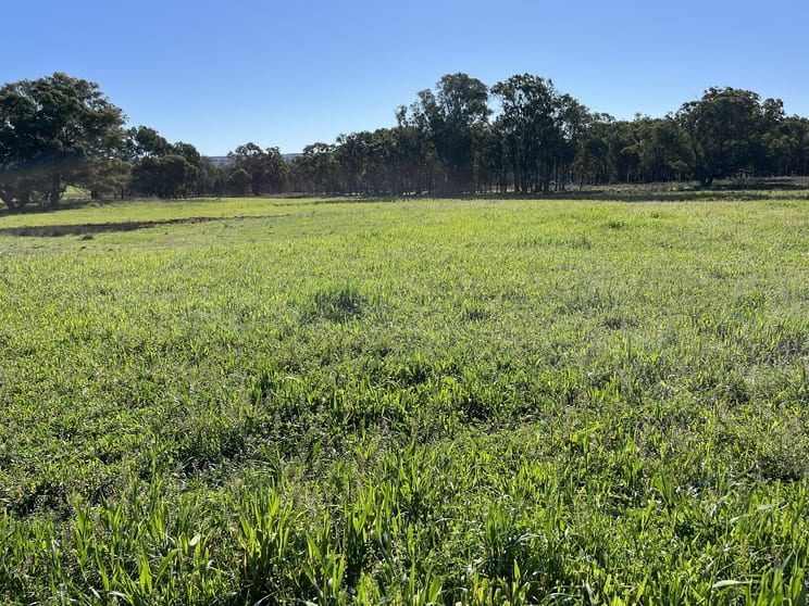 Click to view all images "Piambra" 714 Piambra Road Binnaway NSW 2395 - Image 2