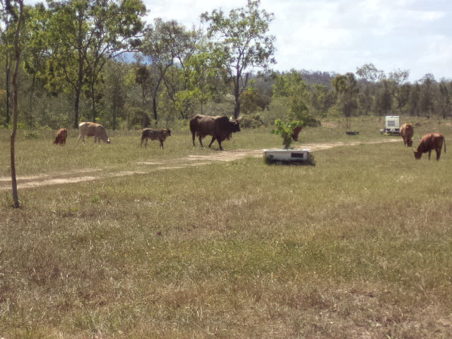 Click to view all images 158 Hodzic Rd Biboohra QLD 4880 - Image 3