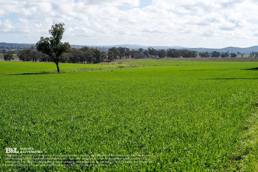 Click to view all images "Bellmain" Renshaw McGirr Way Yeoval NSW 2868 - Image 3