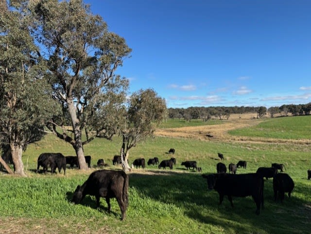 Click to view all images 1182 Yalbraith Road Taralga NSW 2580 - Image 2