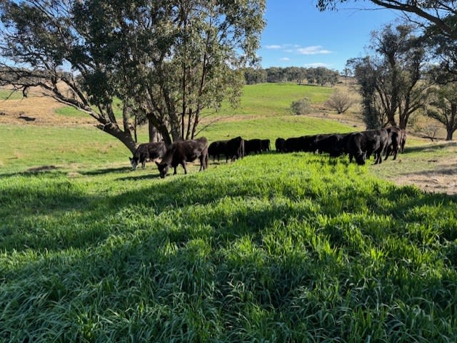 Click to view all images 1182 Yalbraith Road Taralga NSW 2580 - Image 3