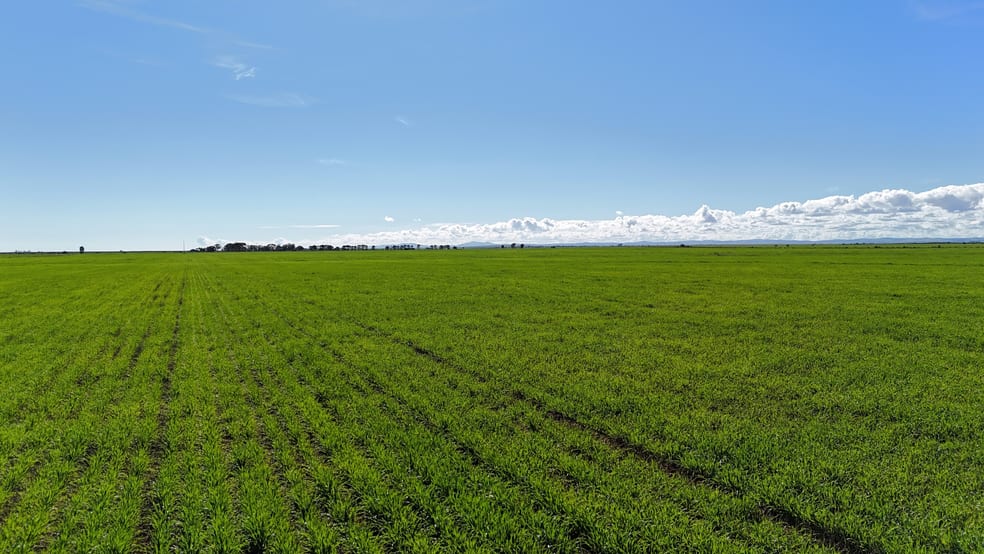 'Daly's' Collins Road Willowie SA 5431 - Image 1