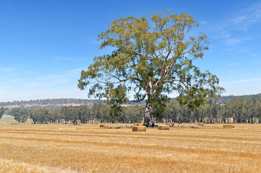 325 The Rock Mangoplah Rd The Rock NSW 2655 - Image 2