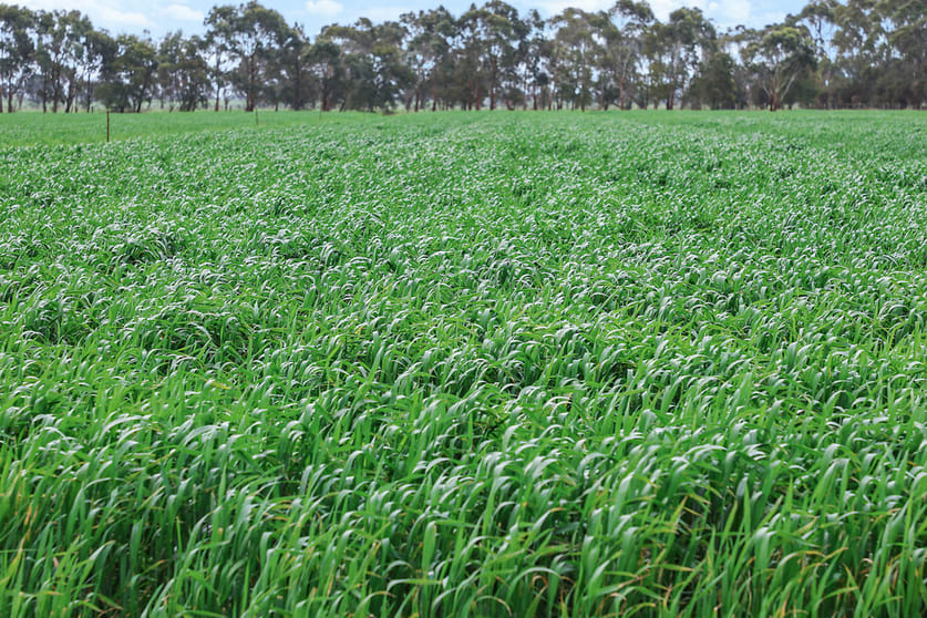 470 Old Irrewillipe Road Bungador VIC 3260 - Image 2