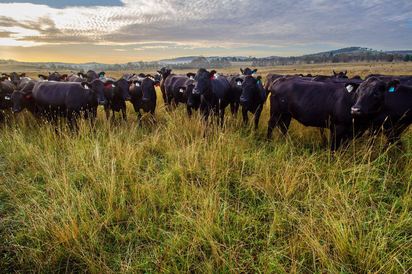 Click to view all images Lochaber, Oxley Highway Walcha NSW 2354 - Image 1