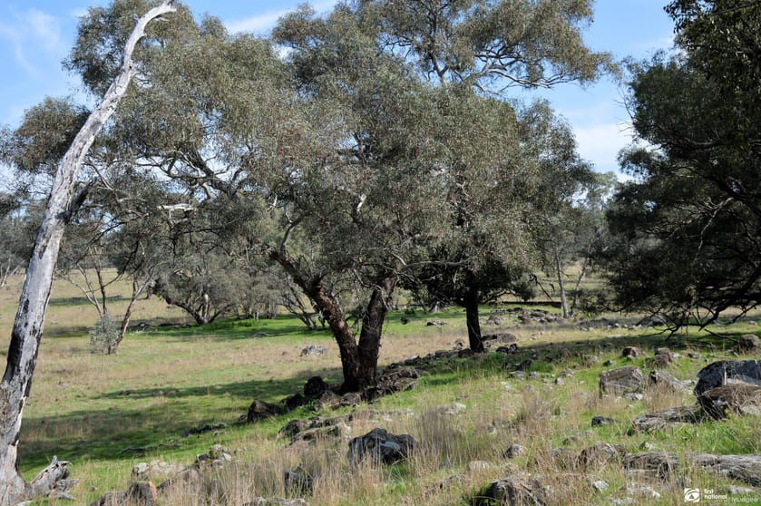 Click to view all images The Springs Road, Benolong, Lot 25 in DP 753232 Yeoval NSW 2868 - Image 2