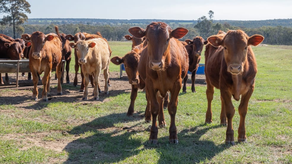 'Bullarook' 188 Bullarook Rd Coolah NSW 2843 - Image 3