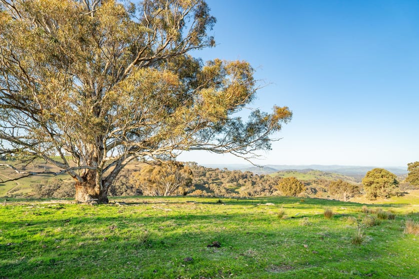 Click to view all images 123B Bortolot Road Huon Creek VIC 3691 - Image 3