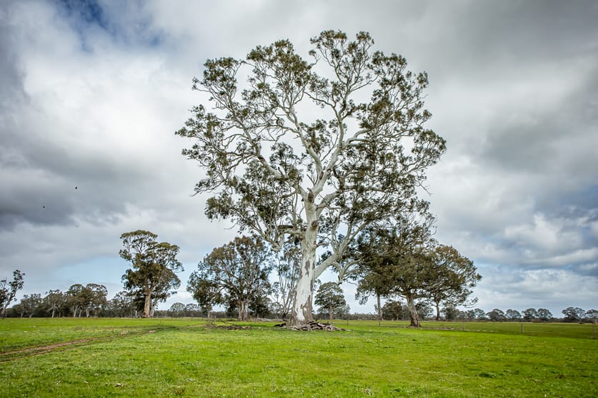 Click to view all images 58 Camerons and Lampards Road Charam VIC 3318 - Image 3