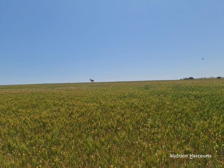 Click to view all images Corner Eaton & Rossmore Road Goomalling WA 6460 - Image 2