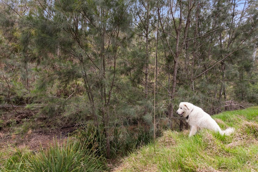 Click to view all images "Pierces Pocket" George Road (via Fitch & White Roads) Pierces Creek QLD 4355 - Image 3