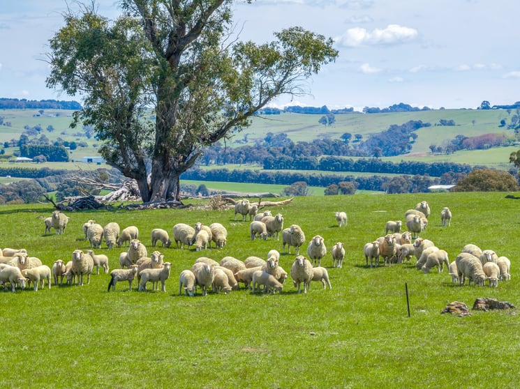 Click to view all images 3444 Laggan Road Crookwell NSW 2583 - Image 1