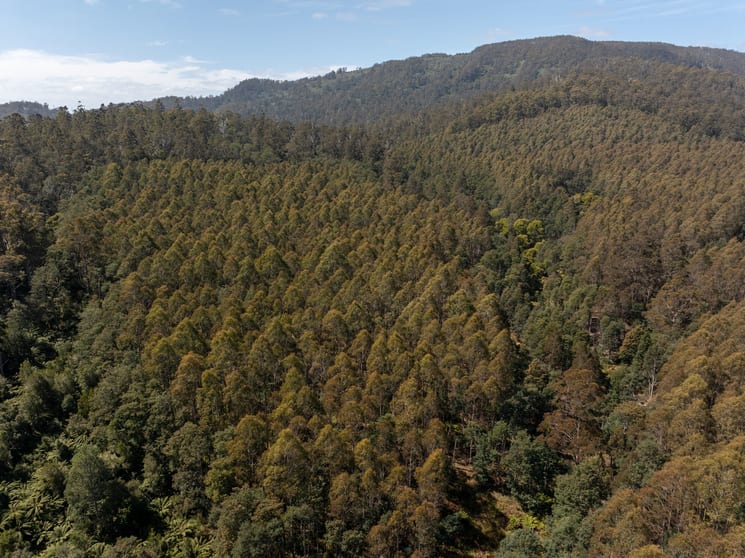 Click to view all images . St Columba Falls Road Pyengana TAS 7216 - Image 1