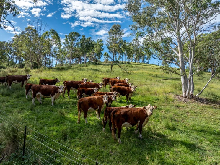 Click to view all images Norwood Road Goulburn NSW 2580 - Image 3