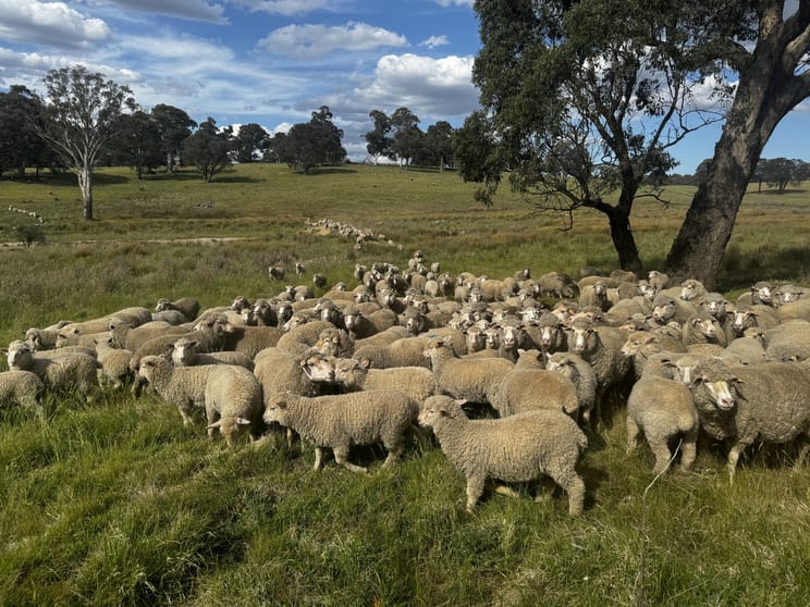 Click to view all images 680 Kangaloolah Road Binda NSW 2583 - Image 3