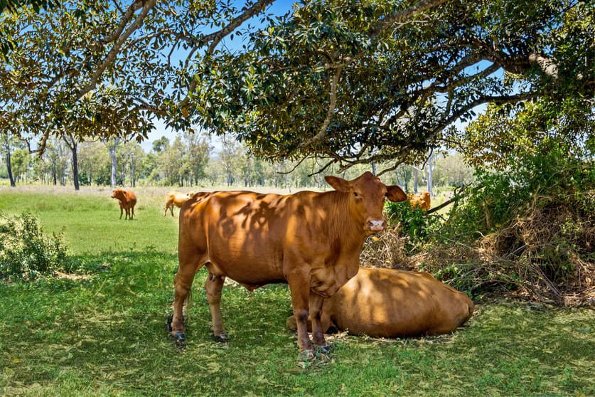 Click to view all images 177 Mutdapilly Dip Road Mutdapilly QLD 4307 - Image 3