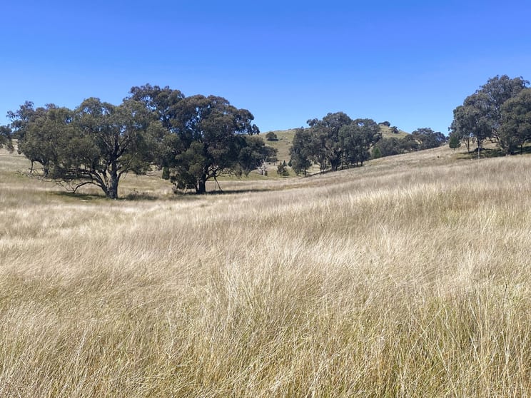 250 Emu Creek Road Canowindra NSW 2804 - Image 1