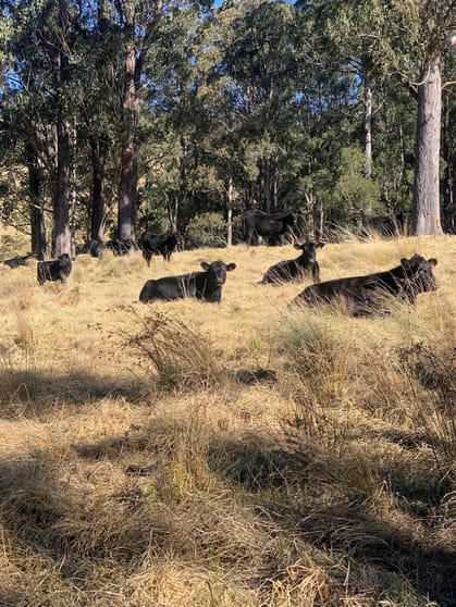 Click to view all images "Bridlevale" 83 Nuggety Gully Rd Nowendoc NSW 2354 - Image 3
