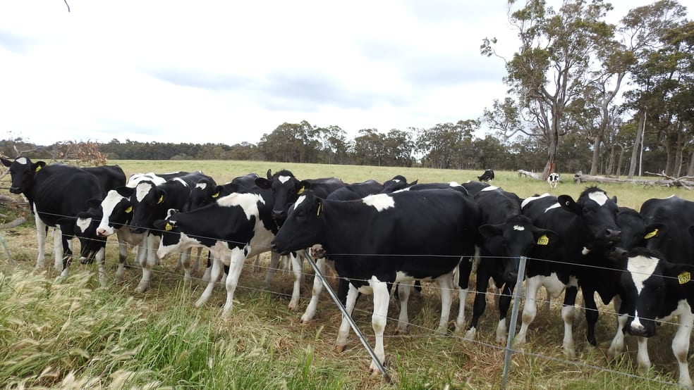 Click to view all images Lot 102 Jindong-Treeton Road Osmington WA 6285 - Image 2