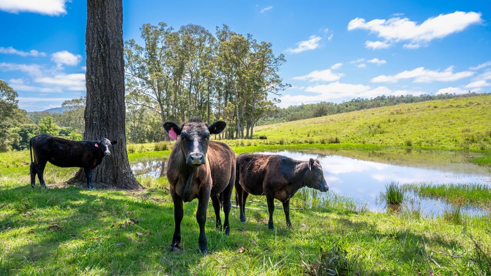Click to view all images 1 Bimbadeen Road Wherrol Flat NSW 2429 - Image 2
