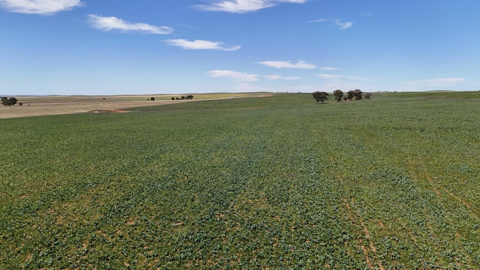 Click to view all images 'Cummings' Cudmore Gap Road Jamestown SA 5491 - Image 2