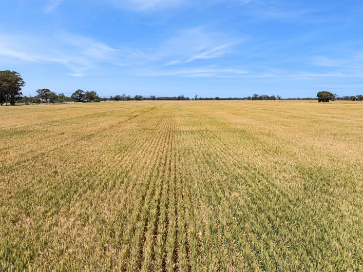 Click to view all images 97 Murdoch Road Fairy Dell VIC 3561 - Image 3