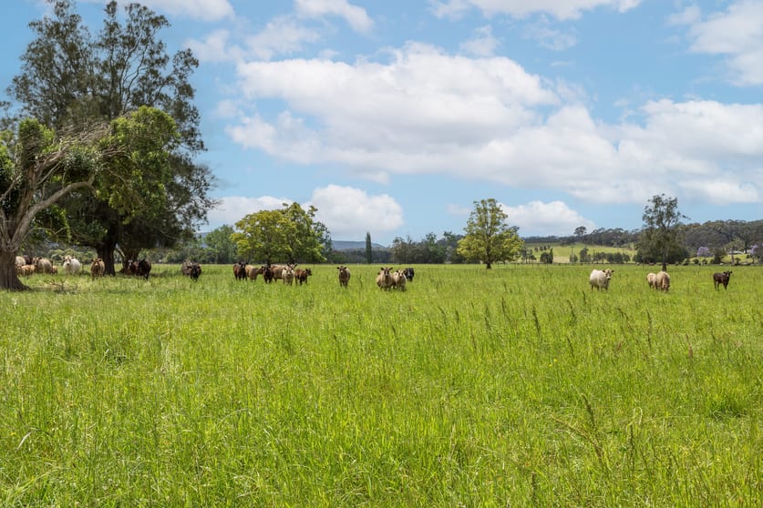 639E Coolangatta Road Berry NSW 2535 - Image 3