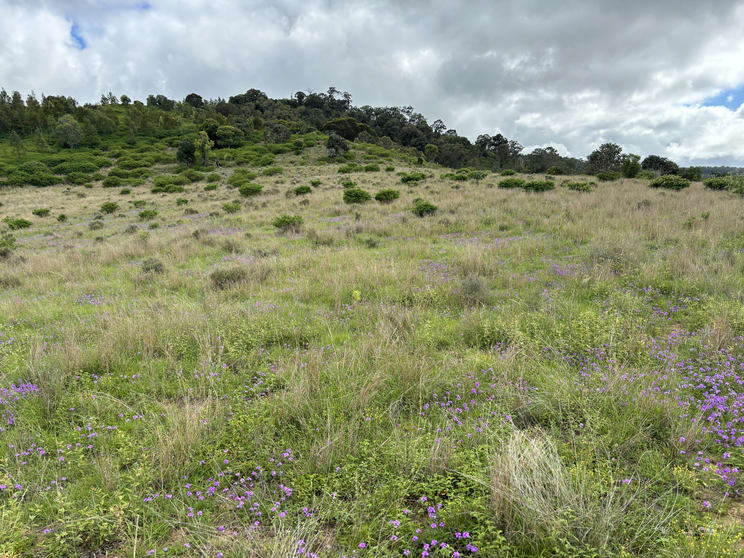 Click to view all images Lot 198 Pechey Maclagan Road Groomsville QLD 4352 - Image 2
