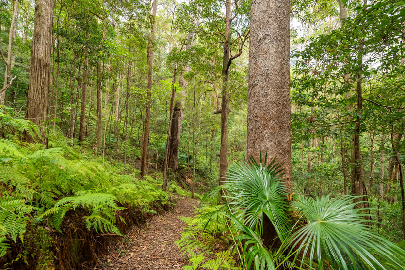 Click to view all images 531 Neill Road Diamond Valley QLD 4553 - Image 3