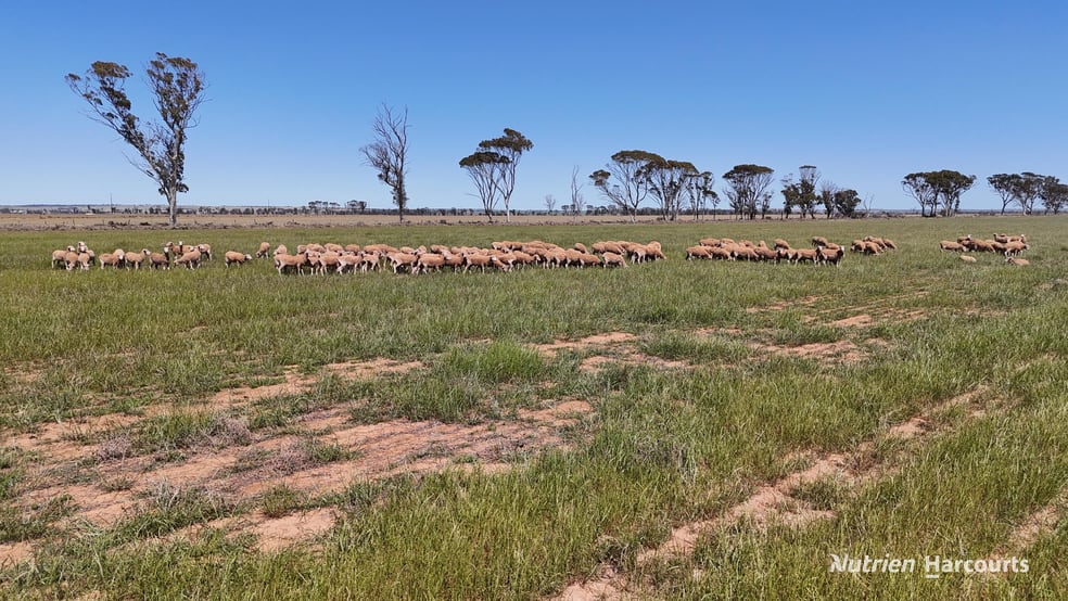 Click to view all images . Doodlakine South Road South Doodlakine WA 6411 - Image 1