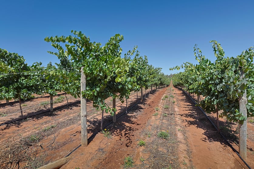 Lot 2 Buloke Street Red Cliffs VIC 3496 - Image 1