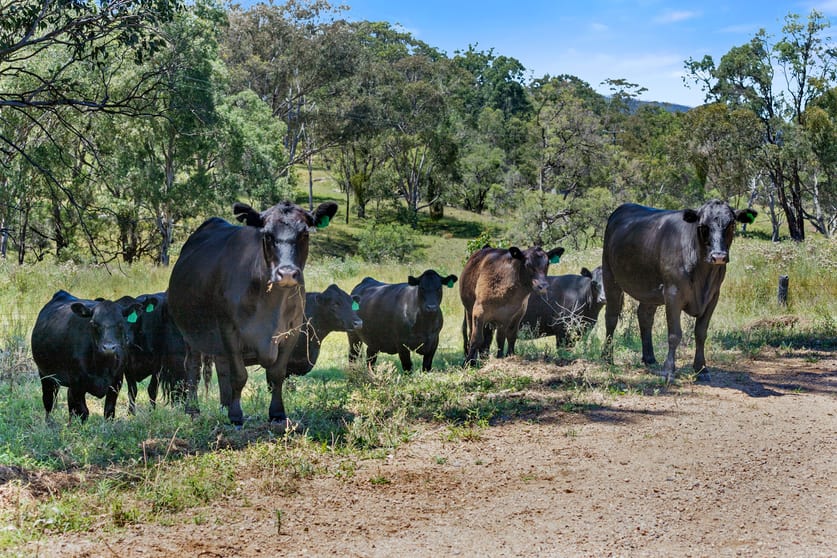 Click to view all images 'Top Nioka' 385 Gibbergunyah Rd Scone NSW 2337 - Image 2