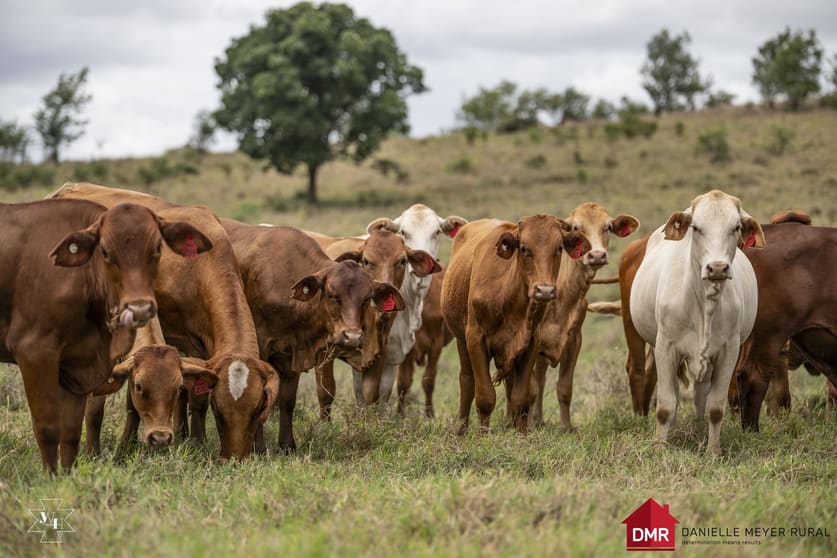 Click to view all images Mundubbera QLD 4626 - Image 2