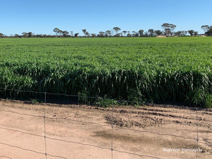 Click to view all images . Belka South Road Bruce Rock WA 6418 - Image 2