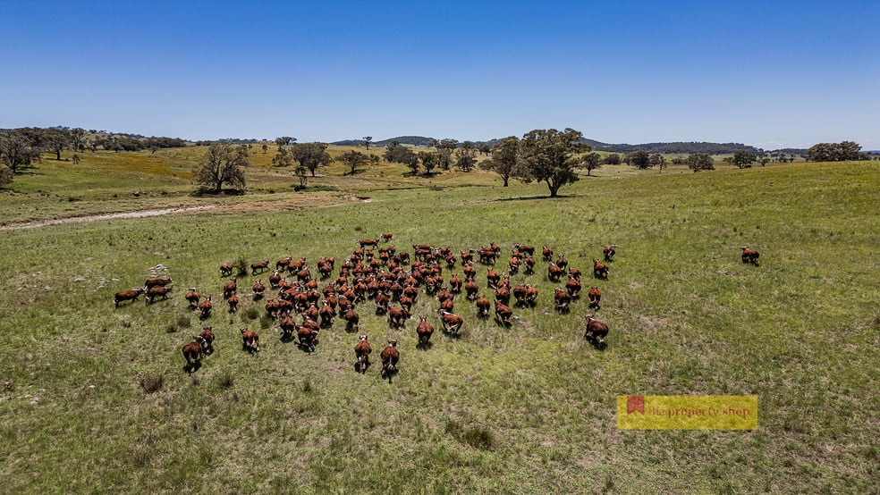 735 Kaludabah Road Mudgee NSW 2850 - Image 1