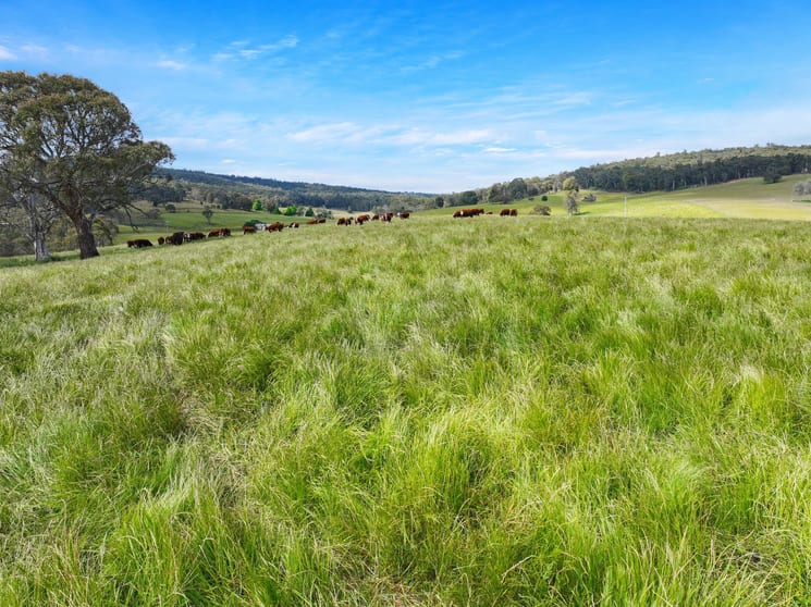 Click to view all images 1026 Lower Bendoc Road Bendoc VIC 3888 - Image 1