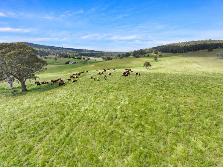 Click to view all images 1026 Lower Bendoc Road Bendoc VIC 3888 - Image 2
