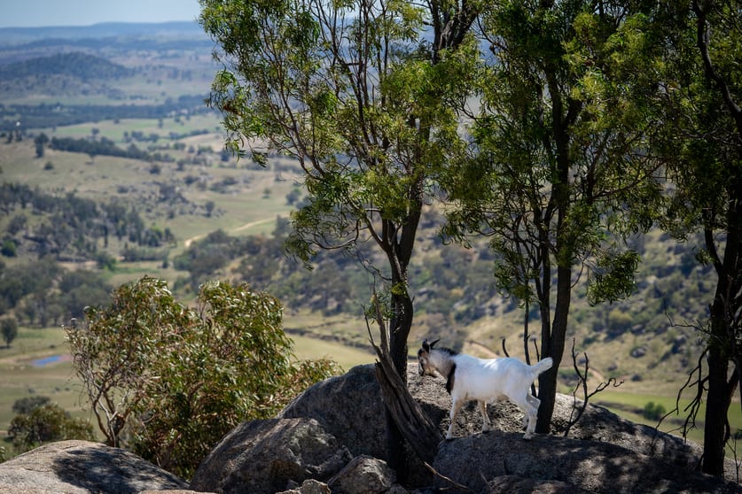 Click to view all images 'Nirvana' 19 Springvale Road Wyangala NSW 2808 - Image 2
