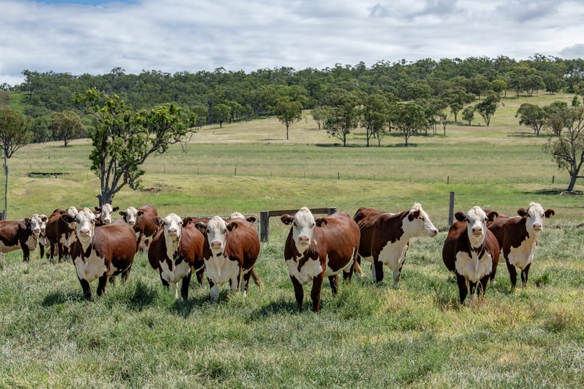 Click to view all images 865 Upper Spring Creek Road Spring Creek QLD 4361 - Image 3