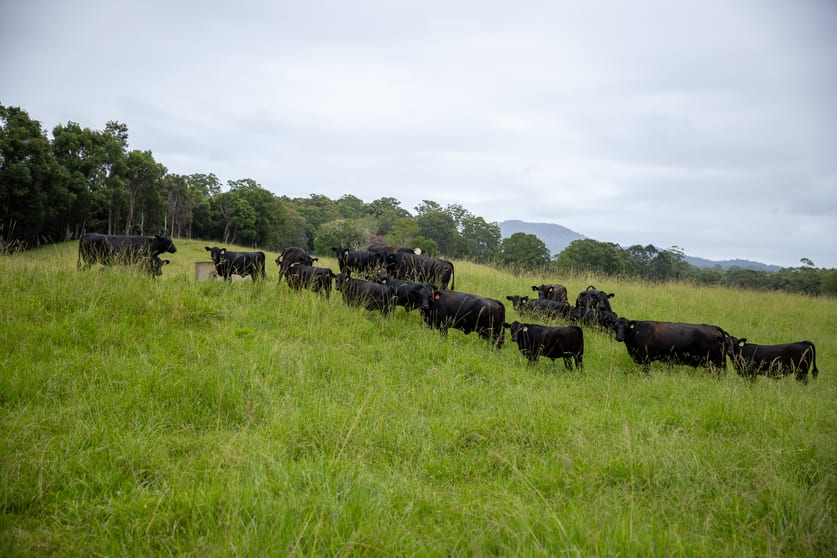 300 Martells Road Bellingen NSW 2454 - Image 3