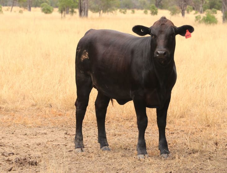 Click to view all images 445 Six Mile Rd Roma QLD 4455 - Image 1